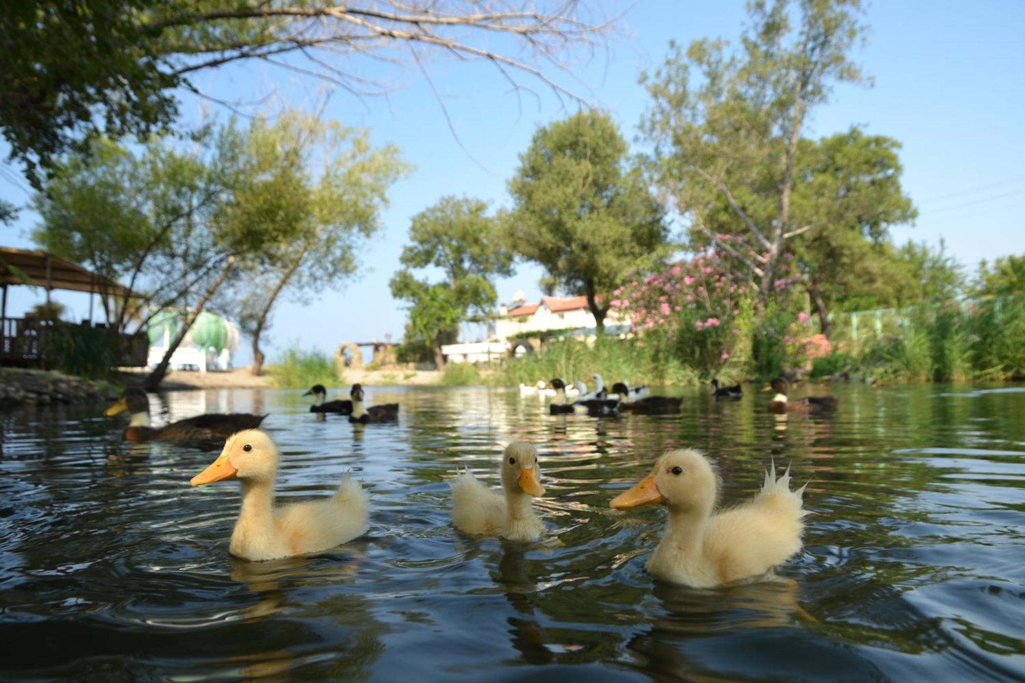 Yonca Lodge Fethiye Luaran gambar